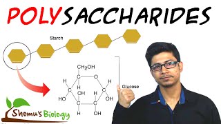 Polysaccharides biochemistry and structure [upl. by Ailahs719]