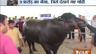 The Murrah Buffalo Shocking Diet of Buffalo Worth Rs 9 Crore [upl. by Aihsemak]