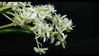 Ornithogalum balansae  Milchstern StarofBethlehem [upl. by Atul]