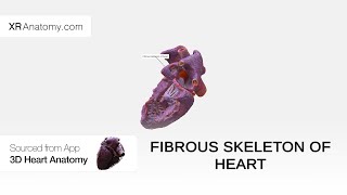 Fibrous skeleton of heart [upl. by Mixie721]