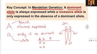 181 Ch12 Genes and Alleles [upl. by Roath]