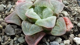 How Im Planting Haworthia Pygmeae Seeds Part 1 [upl. by Anyl]