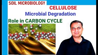 04 The Carbon Cycle CELLULOSE Degradation [upl. by Nivrad697]