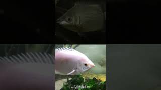 Fish with a Habit of Kissing Each Other  Kissing Gourami [upl. by Anitnemelc]