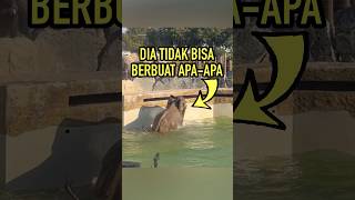 Gajah Ini Mengejutkan Semua Orang [upl. by Enaile]