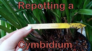 Repotting a Cymbidium [upl. by Nnateragram694]