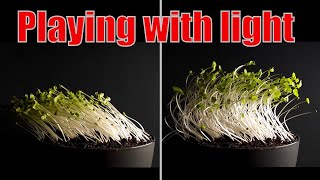 Changing the direction of the light during plant growth  Time lapse greentimelapse gtl timelapse [upl. by Lancey]