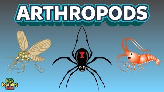 The Arthropods Complex Animals Insects [upl. by Marolda358]