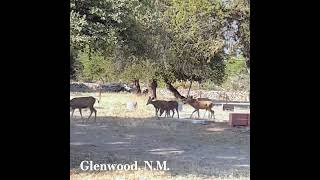 Glenwood NM Wildlife nomadikq subscribe deer [upl. by Parent]