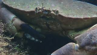 Edible Crab Cancer pagurus  Alum Bay  Isle of Wight [upl. by Atnoed]