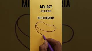 HOW TO DRAW MITOCHONDRIA EASILY [upl. by Adnawt]