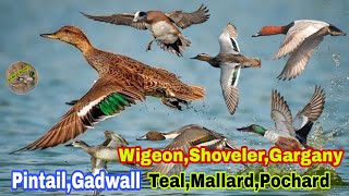 PintailGadwallTealMallardpochardwigeonshoveler best call sound  All Ducks voice [upl. by Alehcim]