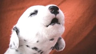 Cutest Puppies Howling Compilation 2014 NEW [upl. by Kcirad]