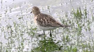 Waders shorebirds in Colombia Bairds Sandpiper Calidris bairdii Ereunetes bairdii [upl. by Ttirrem]