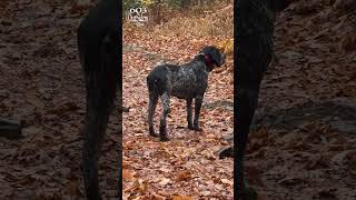 Coonhound Being Quiet bluetickcoonhound quiet newhampshire canterbury huntingdog [upl. by Atnuhs]