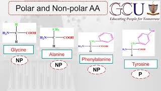 Biochemistry Lecture4  Trick to Learn Polar and nonpolar amino acids [upl. by Clarhe241]