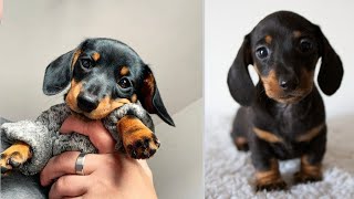 Cute dachshund puppies videos [upl. by Edurtreg]