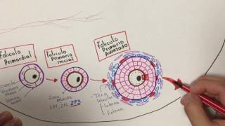 Histología Desarrollo folicular [upl. by Magdaia]