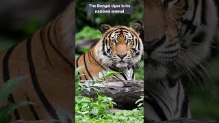 The Majestic Bengal Tiger Indias Iconic National Animal [upl. by Hume206]