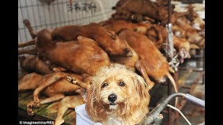 These People Are Killing Innocent Dogs For This Festival This Needs To Stop NOW [upl. by Eniotna]