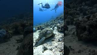 Red Sea Liveaboard  green turtle shorts liveaboarddiving travel [upl. by Onibla]