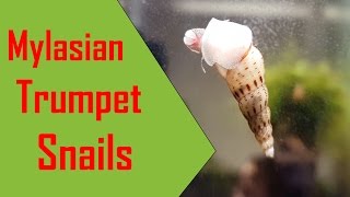 Malaysian Trumpet Snails Melanoides Tuberculata [upl. by Pepi19]