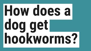 How does a dog get hookworms [upl. by Arrakat]