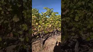 Walking along grape vines in Napa Vally during a wine tasting [upl. by Stavro]