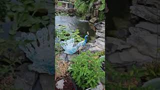 Waterfall and Watergarden  An Alabama Backyard Amateur Creation [upl. by Arron]