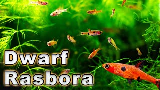 An Amazing Nano Fish Dwarf Rasbora Care and Breeding Boraras maculatus Species Profile [upl. by Wershba64]