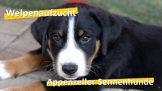 WauTV  Appenzeller Sennenhunde Welpen Aufzucht [upl. by Coreen]