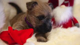 Cairn Terrier Puppy 04 months  HD 1080p [upl. by Oam316]