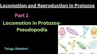 Locomotion and Reproduction in Protozoa Part 1 pseudopodia locomotion reproduction protozoa [upl. by Aicire994]