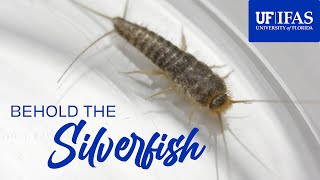 Behold the Silverfish or How To Deal With Silverfish [upl. by Kalikow723]