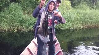 Tapah Fishing in West Borneo Indonesia [upl. by Pavyer745]