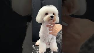 BICHONMIX GROOMING 布布🐾🧸bichon grooming cute puppy [upl. by Clarabelle938]