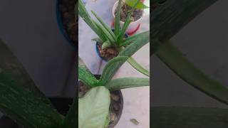 Alovera plant youtubeshorts gardening plant shorts shortfeed aloeveraplant care [upl. by Inhsor]