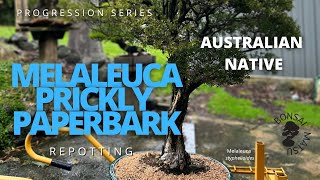 Bonsai Progression Series  Melaleuca Prickly Paperbark Repotting [upl. by Kramlich341]