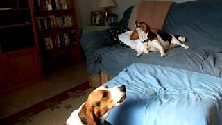 Beagles howling [upl. by Halsted]