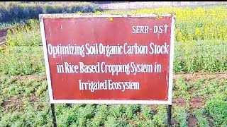 Optimizing Soil Organic Carbon Stock in Rice Based Cropping System in Irrigated Ecosystem icarrcer [upl. by Ettinger878]