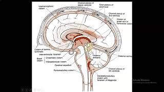 Anatomy of the Basal Cisterns [upl. by Aerona]