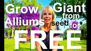 Free Giant Ornamental Onions Allium giganteum from Seed [upl. by Ydorb]