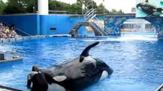 Sea World Orlando Shamu Шоу касаток Believe 3 [upl. by Julius]