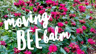 Moving the bee balm Bergamot on How to Grow a Garden with Scarlett [upl. by Jeramey]