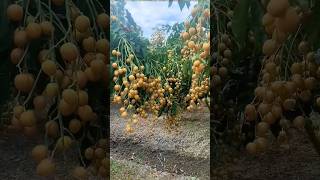 The yellow peel is ripe in May and picked Bunches of yellow peel hang down黃皮5月成熟了，可以採摘了，一串串垂下來，大豐收 [upl. by Nigen]