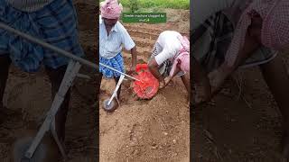 😊Corn seeds sowing🌾🌽 To order our farm fresh products kindly click website wwworganicfarmerstore👍 [upl. by Eelrebmik805]