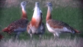 Great Bustard during its Mating Season [upl. by Tarrel995]