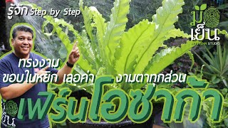 เฟิร์นโอซาก้า ทรงงาม ขอบใบหยิก เลอค่า งามตาไปทุกส่วน Victoria birds nest fern [upl. by Spragens]