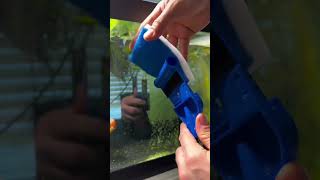 I Tried Every Aquarium Scraper Which One Works Best 🧽 aquariumcleaning fishtankmaintenance [upl. by Elicul]