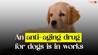 An antiaging drug for dogs is in work [upl. by Ahsanat]